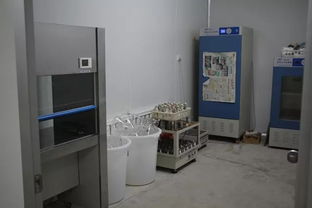 雙興新盛木耳菌包廠 優質菌包熱銷中，專業技術助力致富路